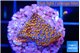Montipora fruity 2 cm WYSIWYG acclimaté