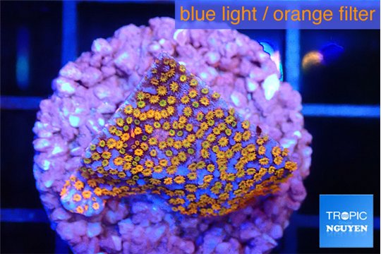 Montipora fruity 2 cm WYSIWYG acclimaté