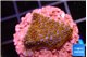 Montipora fruity 2 cm WYSIWYG acclimaté