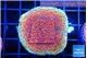 Montipora purple & blue polyps 3-4 cm WYSIWYG acclimaté