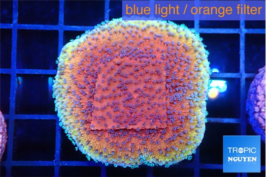 Montipora purple & blue polyps 3-4 cm WYSIWYG acclimaté