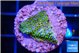 Montipora rainbow 2 cm WYSIWYG acclimaté