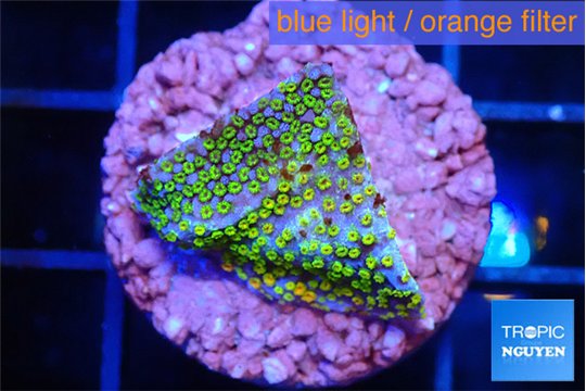 Montipora rainbow 2 cm WYSIWYG acclimaté