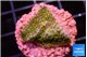 Montipora rainbow 2 cm WYSIWYG acclimaté