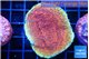Montipora purple & blue polyps 3-4 cm WYSIWYG acclimaté