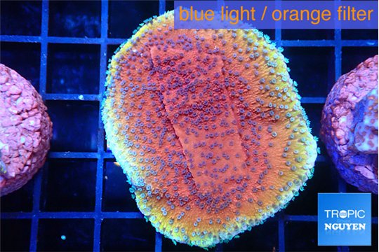 Montipora purple & blue polyps 3-4 cm WYSIWYG acclimaté