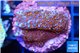 Montipora fruity 2 cm WYSIWYG acclimaté