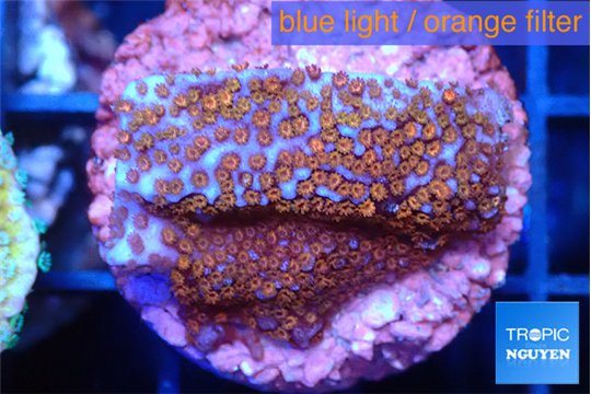 Montipora fruity 2 cm WYSIWYG acclimaté