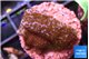 Montipora fruity 2 cm WYSIWYG acclimaté