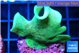 Pavona cactus green 3-4 cm WYSIWYG acclimaté