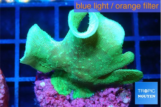 Pavona cactus green 3-4 cm WYSIWYG acclimaté
