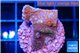 Montipora fruity 2-3 cm WYSIWYG acclimaté