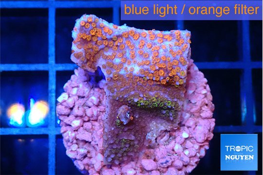 Montipora fruity 2-3 cm WYSIWYG acclimaté