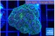 Pocillopora damicornis green & pink tip 3-4 cm WYSIWYG acclimaté