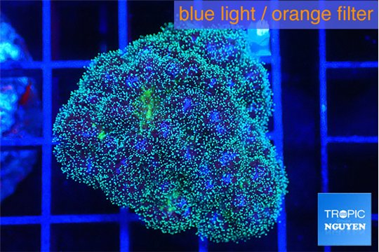 Pocillopora damicornis green & pink tip 3-4 cm WYSIWYG acclimaté