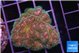 Pocillopora damicornis green & pink tip 3-4 cm WYSIWYG acclimaté