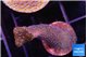 Stylophora milka 2-3 cm WYSIWYG acclimaté