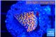Montipora fruity 2 cm WYSIWYG acclimaté