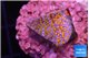Montipora fruity 2 cm WYSIWYG acclimaté