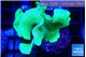 Pavona cactus green 3-5 cm WYSIWYG acclimaté