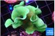 Pavona cactus green 3-5 cm WYSIWYG acclimaté