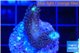 Stylophora milka 2-3 cm WYSIWYG acclimaté