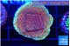 Montipora purple & blue polyps 3-4 cm WYSIWYG acclimaté
