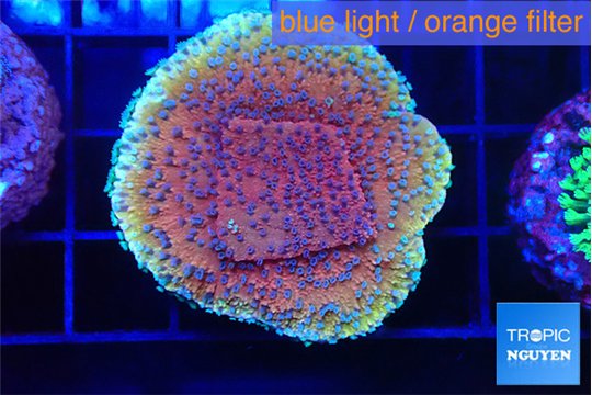 Montipora purple & blue polyps 3-4 cm WYSIWYG acclimaté