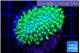 Sarcophython full neon green polyps Australia 3-4 cm WYSIWYG acclimaté