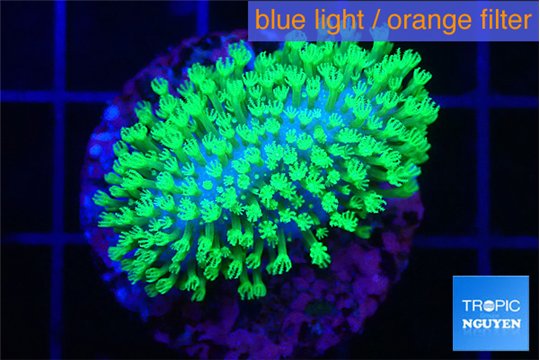 Sarcophython full neon green polyps Australia 3-4 cm WYSIWYG acclimaté