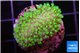 Sarcophython full neon green polyps Australia 3-4 cm WYSIWYG acclimaté