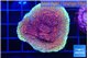 Montipora purple & blue polyps 3-4 cm WYSIWYG acclimaté