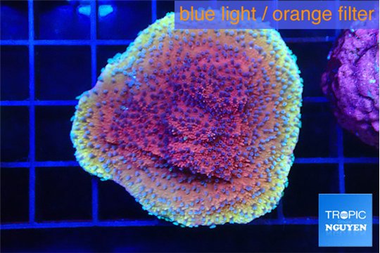 Montipora purple & blue polyps 3-4 cm WYSIWYG acclimaté
