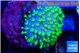 Sarcophython full neon green polyps Australia 2-3 cm WYSIWYG acclimaté
