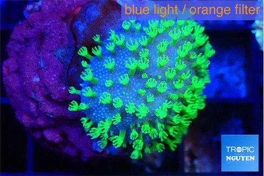 Sarcophython full neon green polyps Australia 2-3 cm WYSIWYG acclimaté