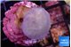 Sarcophython full neon green polyps Australia 2-3 cm WYSIWYG acclimaté
