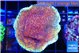 Montipora purple & blue polyps 3-4 cm WYSIWYG acclimaté