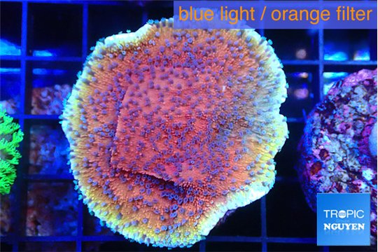 Montipora purple & blue polyps 3-4 cm WYSIWYG acclimaté