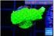 Acropora neon green 2 cm WYSIWYG acclimaté