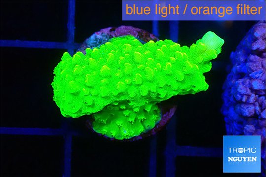 Acropora neon green 2 cm WYSIWYG acclimaté