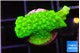 Acropora neon green 2 cm WYSIWYG acclimaté