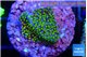 Montipora rainbow 2 cm WYSIWYG acclimaté
