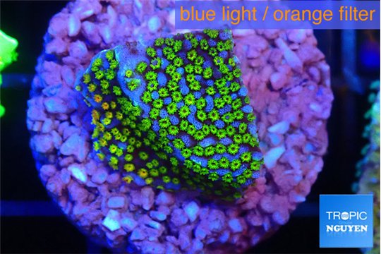 Montipora rainbow 2 cm WYSIWYG acclimaté