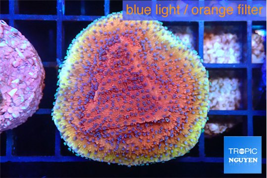 Montipora purple & blue polyps 3-4 cm WYSIWYG acclimaté
