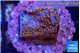 Montipora fruity 2 cm WYSIWYG acclimaté