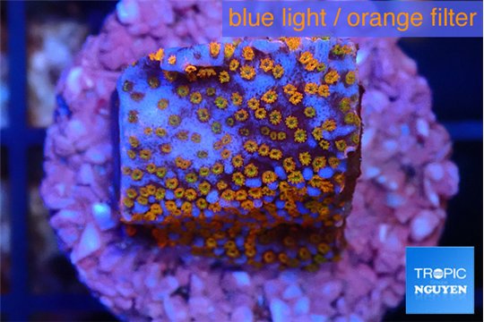 Montipora fruity 2 cm WYSIWYG acclimaté