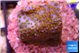 Montipora fruity 2 cm WYSIWYG acclimaté