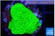 Acropora neon green 2-3 cm WYSIWYG acclimaté