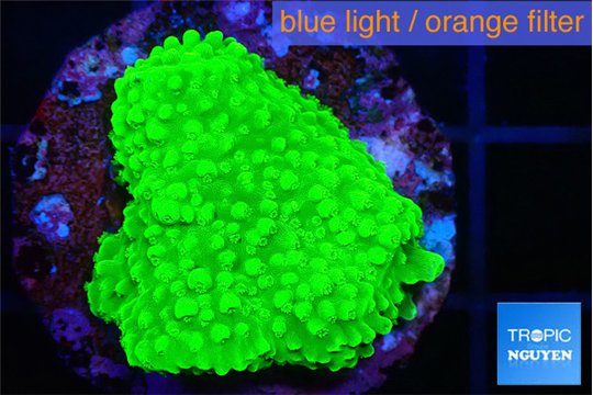 Acropora neon green 2-3 cm WYSIWYG acclimaté