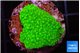 Acropora neon green 2-3 cm WYSIWYG acclimaté